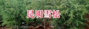 雪松种子一斤多少钱&昆明雪松苗价格信息