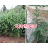 昆明雪松小苗批发-1米以上雪松苗价格