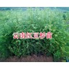 红豆杉30-70公分种苗出售-昆明红豆杉大苗_云南红豆杉苗