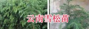云南雪松苗零售价格-昆明红豆杉苗价格