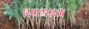 雪松袋装苗批发价-云南红豆杉袋苗栽培