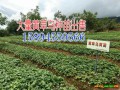 黄草乌_云南草乌多少钱一斤_ 剑川润滇中药材种植有限公司