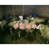 半细毛羊价格-四川凉山半细毛羊出售
