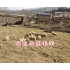 半细毛羊出售—凉山半细毛羊养殖基地-纯种半细毛羊