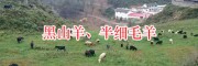 凉山黑山羊品种/四川黑山羊肉羊基地-黑山羊肉出售