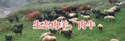 昭觉肉羊肉牛养殖—凉山半细毛羊肉、黑山羊肉销售
