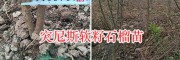 玉溪石榴苗供应：突尼斯软籽石榴苗批发