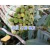 云南新鲜铁皮石斛价格&保山干铁皮石斛厂