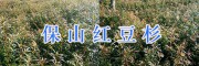 保山红豆杉袋苗—云南红豆杉供应商