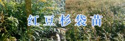 20-30公分红豆杉苗价格&保山红豆杉袋苗批发价