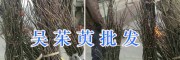 丽江吴茱萸种苗基地：购买茱萸苗提供种植技术