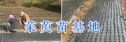 茱萸苗基地在哪-丽江高产吴茱萸苗*15368086541