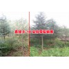 丽江18公分左右的雪松哪里卖?高达12米,胸径80厘米山玉兰