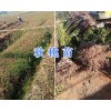 云南秋桃苗#大理秋桃苗种植基地_