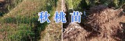 20万棵秋桃苗、鹰嘴桃苗&冬桃苗—云南大理果苗销售信息