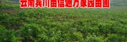 云南宾川苗圃