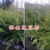 腾冲红豆杉苗/红豆杉种子销售-