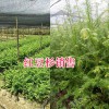 保山红豆杉苗圃：腾冲20公分以上红豆杉苗供应