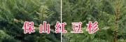 栽培红豆杉苗&腾冲袋装红豆杉苗—保山红豆杉供应信息