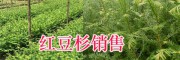 优质红豆杉苗图片—保山腾冲红豆杉苗圃