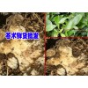 云南苍术高度技术资料大全&苍术价格是多少钱一斤？