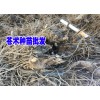 苍术批发价格、苍术的市场价格的好平台？苍术价格网
