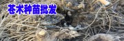 2019苍术种子价格_苍术多少钱一斤