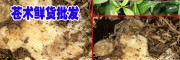 苍术药材利润怎么样?苍术中药材好种植吗
