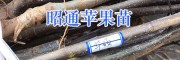 昭通苹果苗基地-荣盛苹果苗种植&苹果苗出售