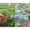 大理当归小苗供应-当归种子现货批发—振轩生物科技
