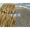 云南当归苗价格/大理当归苗基地&当归种子批发