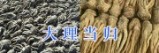 大理当归多少钱&云南当归供货商-振轩生物科技
