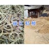 桔梗批发价格/云南价格桔梗-丽江桔梗销售供应
