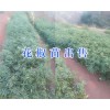 昭通哪的花椒苗好#鲁甸花椒种植基地_云南花椒苗价格