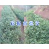 昭通青花椒苗-供应曲靖/楚雄青花椒苗_云南青花椒苗供应