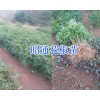 青花椒苗产地价格-供应红河/昆明青花椒苗_昭通鲁甸花椒苗