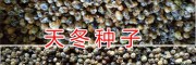 昆明哪里有高产天门冬-云南大天冬又叫云南高产大天冬