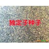 曲靖哪里独定子多#宣威、会泽金铁锁（独定子）种子供应
