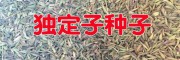 曲靖会泽中药材种子：独定子种子&当归种子批发