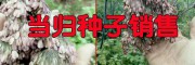 当归种子亩产量#曲靖会泽当归种子供应-云南当归种价格
