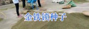 金铁锁种子筛选视频#昆明金铁锁种子价格_云南金铁锁种供应