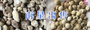 云南昆明天南星成品、禄劝大天冬基地直销