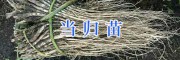 当归苗价格_云南当归苗价格多少钱株?