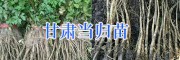 当归苗价格_云南当归苗价格多少钱1株?