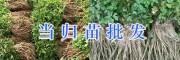 甘肃当归苗一棵多少钱#当归种苗成本