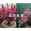 云南观赏桃花品种-观赏桃花盆景基地/观赏桃花栽培