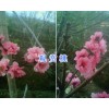 观赏桃花价格&大理观赏桃花研究基地*桃花盆景嫁接技术