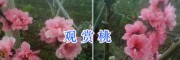 观赏桃花树品种-大理桃花盆景研究基地