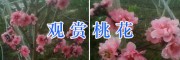 云南嫁接观赏桃花—大理观赏桃花图片_桃花盆景销售