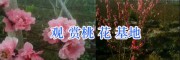 观赏桃花价格/云南桃花盆景出售-大理桃花观赏基地